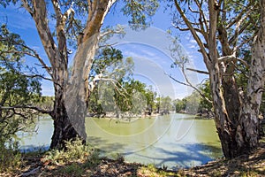 Australian Eucalyptus Gum trees on banks of river with horseshoe bend under blue sky, Murray River, Victoria, Australia 2