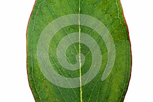 Australian Eucalyptus Leaf
