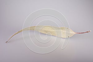 Australian Eucalyptus Leaf