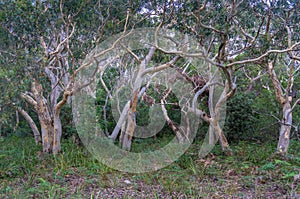 Australian eucalyptus paperbark tree forest nature background