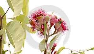 Australian Eucalyptus ptychocarpa red flowering bloodwood photo