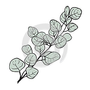 Australian eucalyptus sprig icon. Delicate plant for bouquets and wedding invitations