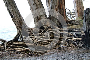 Australian eucalyptus tree growing on a beach and hanging over the water with a tangle of exposed roots