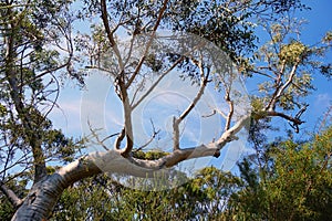 Australian Eucalyptus Tree