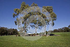 Australian Eucalyptus Trees