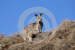 Australian Euro or Wallaroo