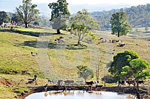 Australian farm cattle grazing pastures of stunning country landscape