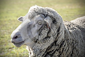 Australian Farm Merino Sheep