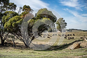 Australian Farm Merino Sheep Landscape