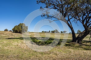 Australian Farm Merino Sheep Paddock Landscape