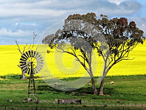 Canola field, vintage windmill, Australian farming scenery