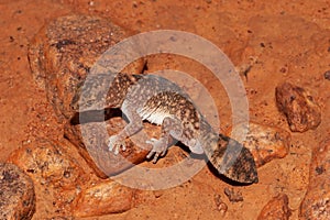 Fat tailed Gecko