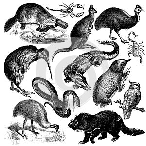 Australian fauna set
