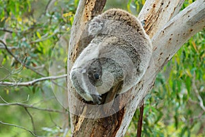 Australian female koala bear with a baby sleeping on a branch of eucalyptus tree in Victoria, Australia.