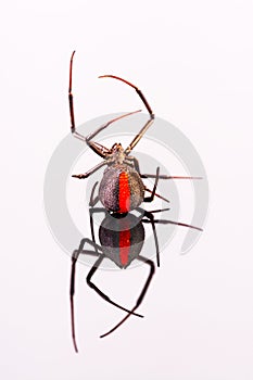 Australian Female Redback Spider