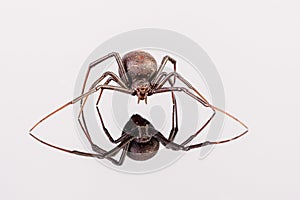 Australian Female Redback Spider with reflection
