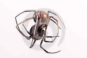 Australian Female Redback Spider with reflection