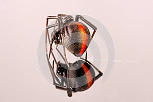 Australian Female Redback Spider with reflection walking away