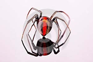 Australian Female Redback Spider with reflection walking away