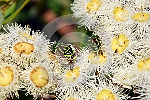 Australian Fiddler Beetles on gumtree blossoms