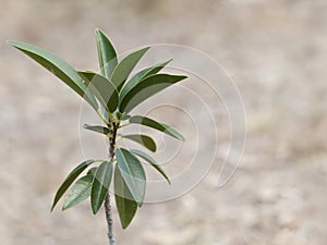 Australian fig tree Ficus obliqua small-leaved fig photo