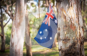 Australian flag on eucalyptus tree in bush
