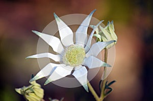 Australian Flannel Flowers