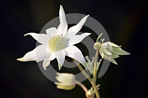 Australian Flannel Flowers