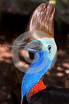 Australian flightless bird, the Cassowary