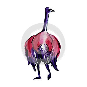 Australian Flightless Bird. Emu Ostrich Isolated Sketch