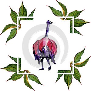 Australian Flightless Bird ostrich on nature frame