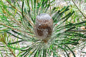 Australian flora: Banksia robor