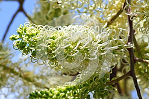 Australian flora: nice white flower