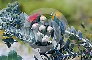 Australian flora: Red fowers of eucalythus trees