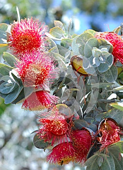 Australian flora: Red fowers of eucalythus trees