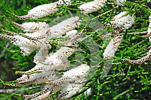 Australian flora: white flower