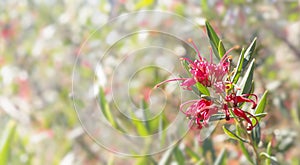 Australian flower Grevillea condolences background