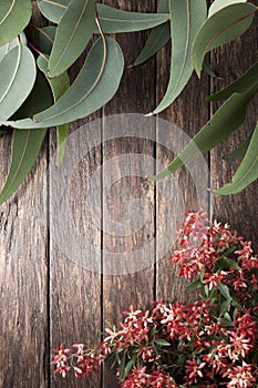 Australian Flowers Summer Gum Leaf Christmas Background photo