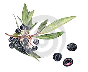 Australian food native pepper beries, mountain pepper or tasmannia lanceolata watercolor illustration isolated on white