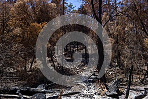 Australian forest after the serious bushfire in Mount Frankland South Natiional Park, near Walpole, Australia