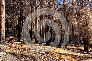 Australian forest after the serious bushfire in Mount Frankland South Natiional Park, near Walpole, Australia