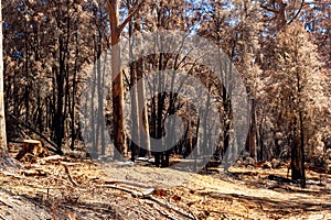 Australian forest after the serious bushfire in Mount Frankland South Natiional Park, near Walpole, Australia