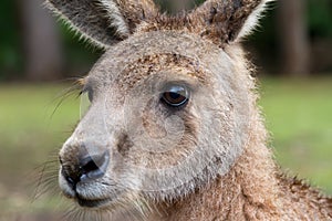 Australian Forester kangaroo