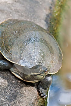 Australian fresh water turtle