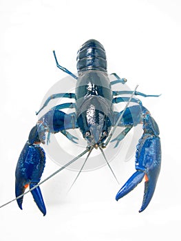 Australian Freshwater Blue Yabby Yabbie