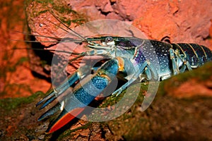 Australian Freshwater Crayfish photo