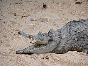 Australian freshwater crocodile