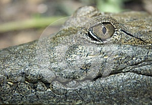 Australian freshwater crocodile