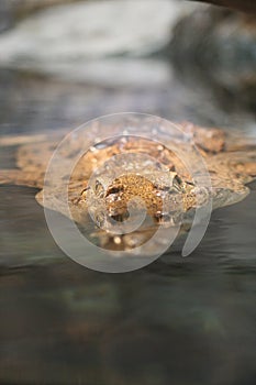 Australian freshwater crocodile