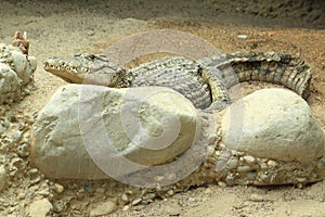 Australian freshwater crocodile